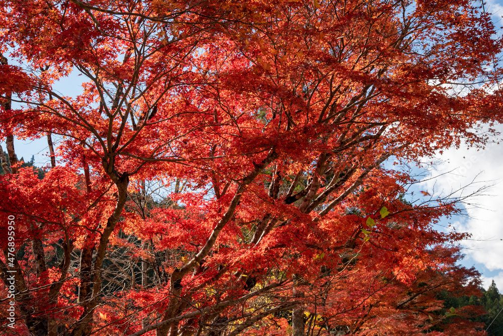 日本の紅葉