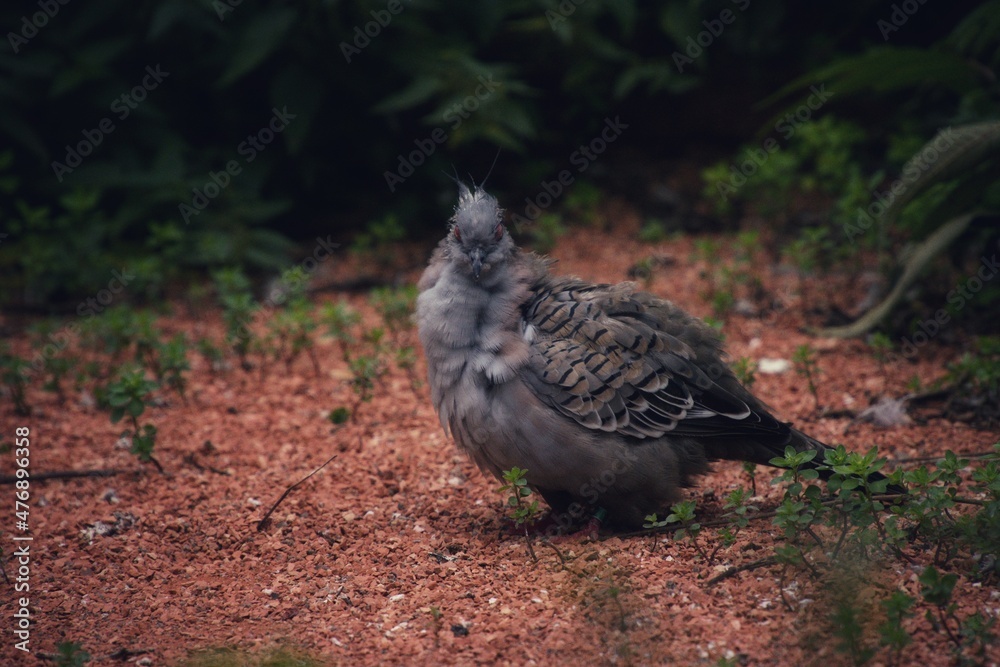 Taubenvögel (Columbiformes) - Taube (Columbidae)