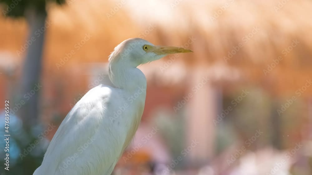 White cattle egret wild bird, also known as Bubulcus ibis walking on green lawn in summer