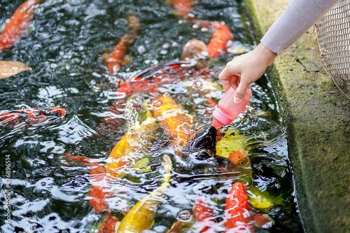 Close up of the woman hand holding a milk bottle feeding a school of Japanese carp fish, Koi fish in a pond.