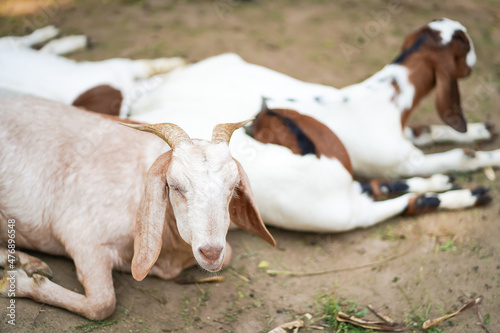Close up of the albino young goat and others laying down on a farm in the village.