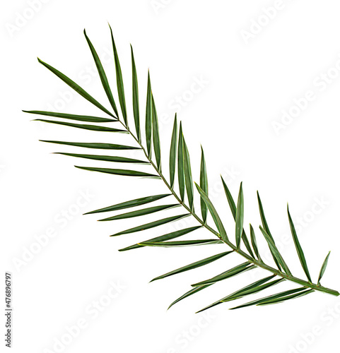 Palm leaf isolated on white background