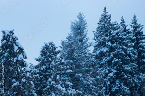 Winter coniferous forest in the snow