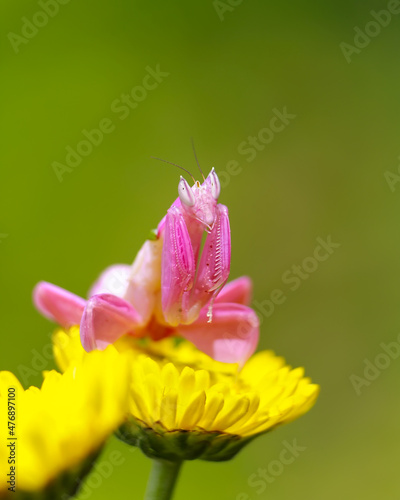 Cute orchid mantis