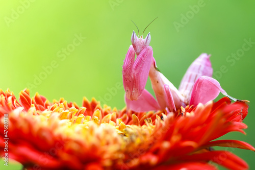 Orchid mantis on a red flower
