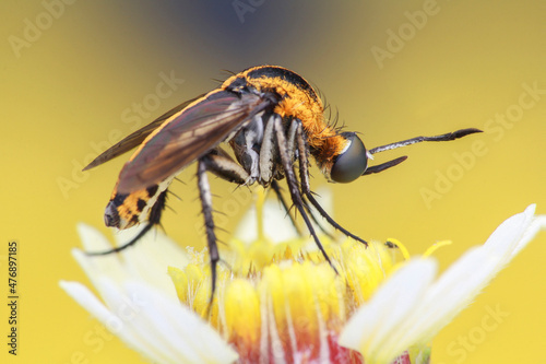 Toxophora on yellow flower