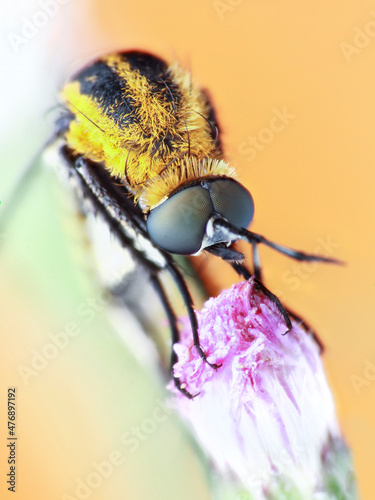 Toxophora on a purple flower