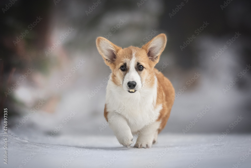 A cute red welsh corgi pembroke puppy dog walking along a snow-covered path against the backdrop of a frosty winter forest. A piece of cheese in the mouth. Looking into the camera. Paw in the air A cute red welsh corgi pembroke puppy dog walking along a snow-covered path against the backdrop of a frosty winter forest. A piece of cheese in the mouth. Looking into the camera. Paw in the air