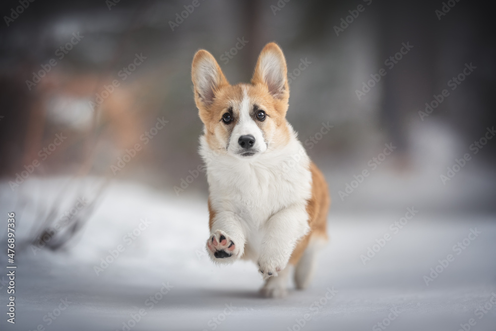 A cute red welsh corgi pembroke puppy dog running along a snowy path against the backdrop of a frosty winter forest. Paws in the air. Crazy dog. Dog action. Looking into the camera A cute red welsh corgi pembroke puppy dog running along a snowy path against the backdrop of a frosty winter forest. Paws in the air. Crazy dog. Dog action. Looking into the camera