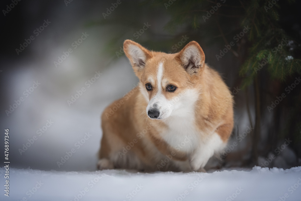A cute red welsh corgi pembroke dog walking along a snow-covered path against the backdrop of a frosty winter forest. Looking to the side. Paw in the air