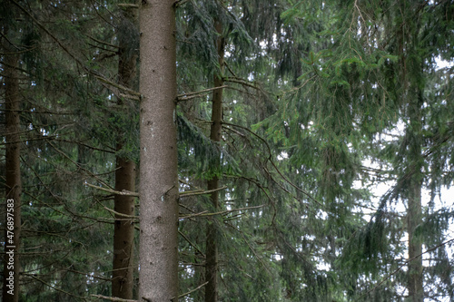 Landscape of woodland scene in Heidelberg Baden Wurttemburg Germany photo