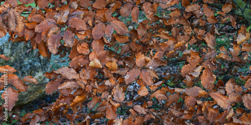 Fondo de ramas de árbol con hojas de otoño.