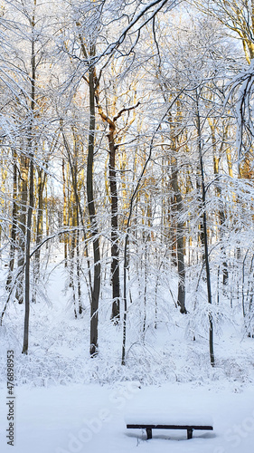 In the winter forest. Walk in the winter snow-covered forest.