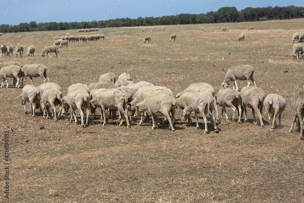 View of flock of sheep on mountains, grazing farmland field, green herbs, in Spain