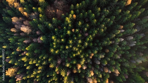 Top down colored forest. Bird's eye view from a drone.