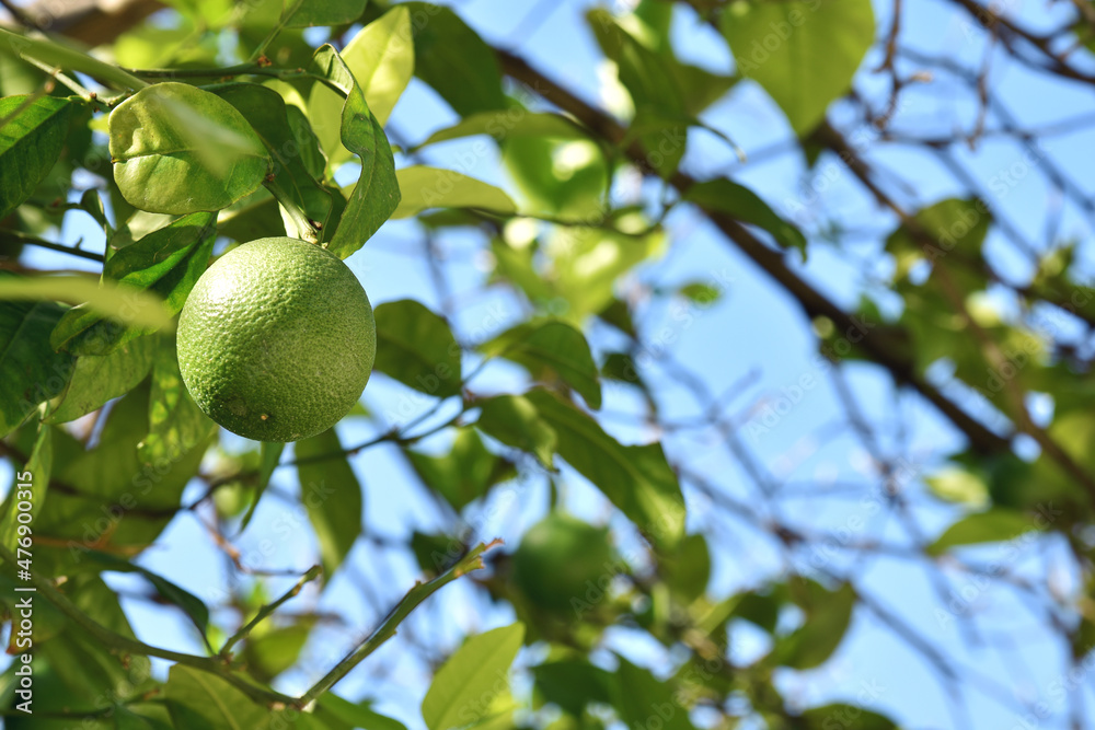 green orange on a tree green orange on a tree