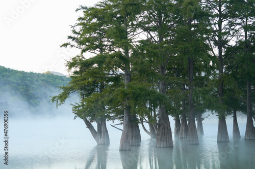 Fotografie Thick trunks of cypress trees in the water close-up