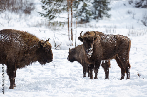 European bison (Bison bonasus) in the Skole Beskydy national park in winter, Carpathians, Ukraine