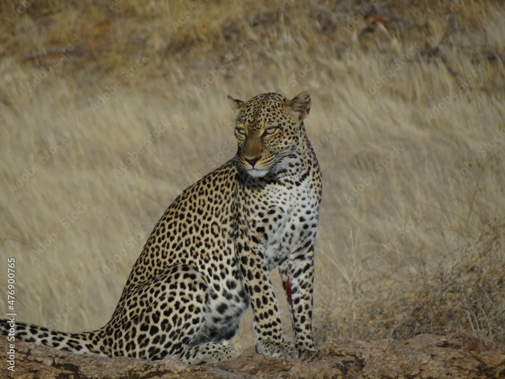 Naklejka premium Leopard