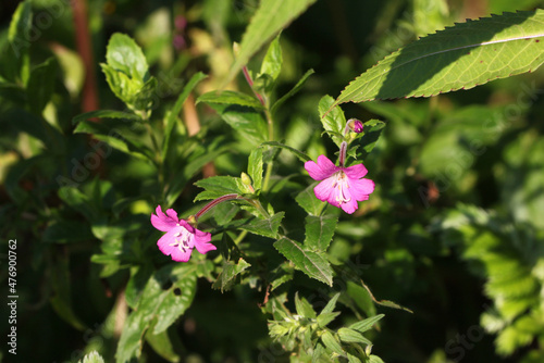 Great hairy willowherb plant ( Epilobium hirsutum ) with flourishing buds, blooms and fruits photo