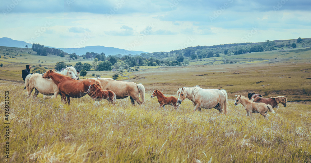 Wild Welsh Mountain Ponies - Brecon Beacon National Park, Wales