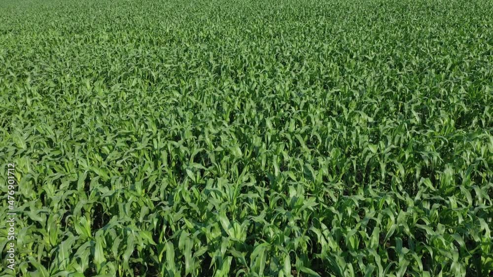Corn field. Young corn plants are swaying in the wind in the field on a sunny summer day. Growing corn. Agricultural industry Corn field. Young corn plants are swaying in the wind in the field on a sunny summer day. Growing corn. Agricultural industry