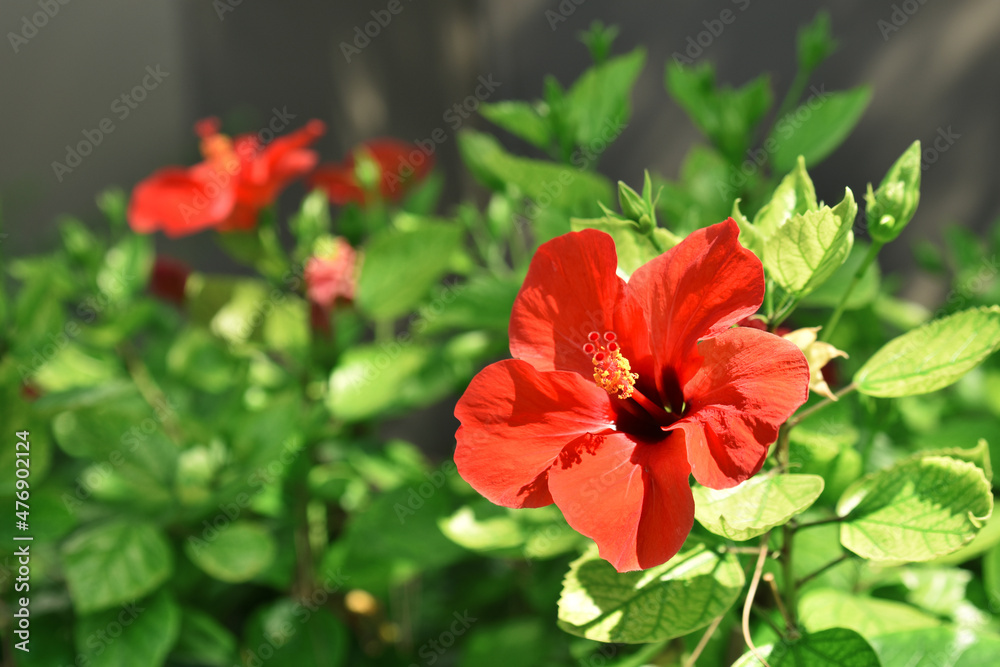 red flower on a green background 
