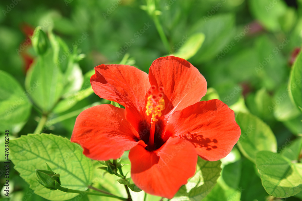 red flower on a green background
red flower on a green background