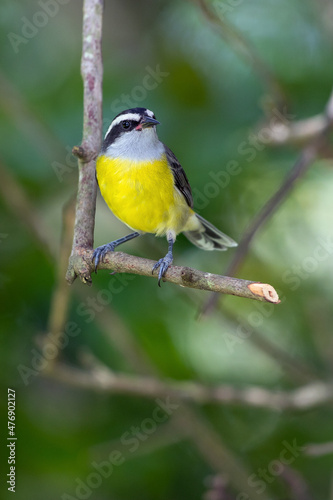 Bananaquit also known as Cambacica perched on the branch. Species Coereba flaveola. Stunning yellow plumage. Bird lover. Birdwatching. Birding.