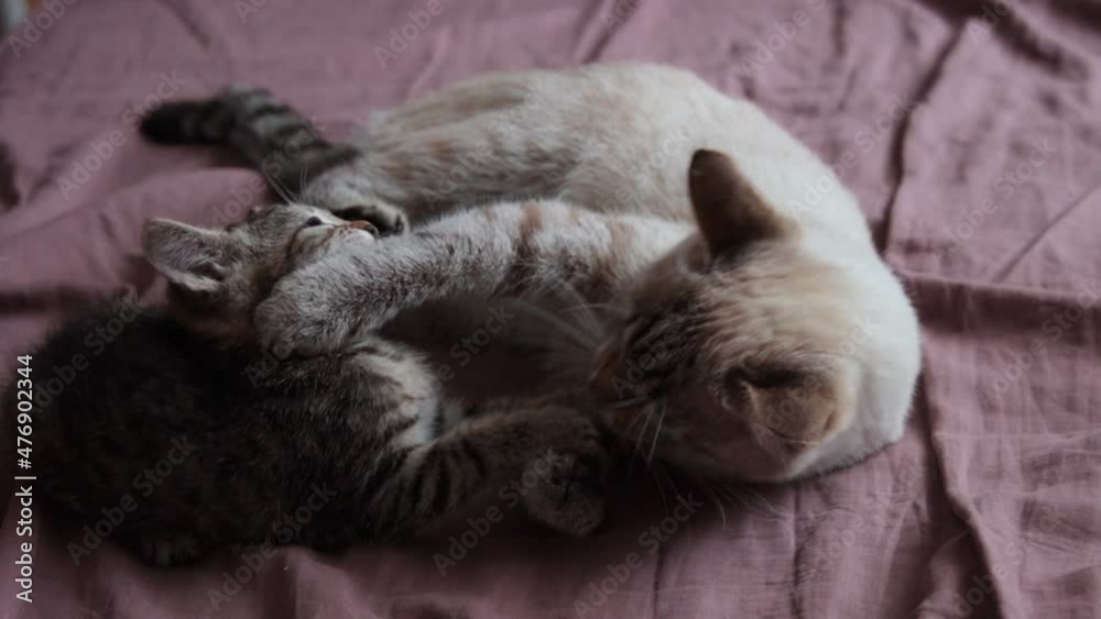 A mother cat playing with her kitten A mother cat playing with her kitten