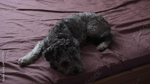 A cockapoo dog on a bed photo