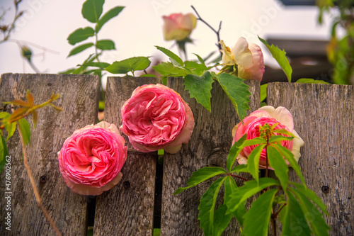 Foto Garden fence with blooming roses and ivy
