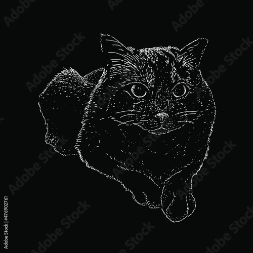 cat hand drawing vector illustration isolated on black background
