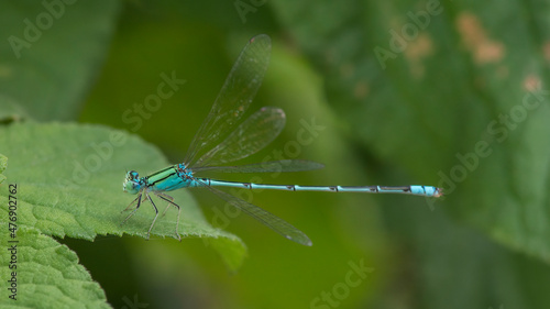 Damselfly on the leaf with nature background macro closeup © SivaG