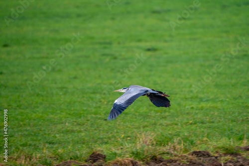 Heron on a field during a rainy day