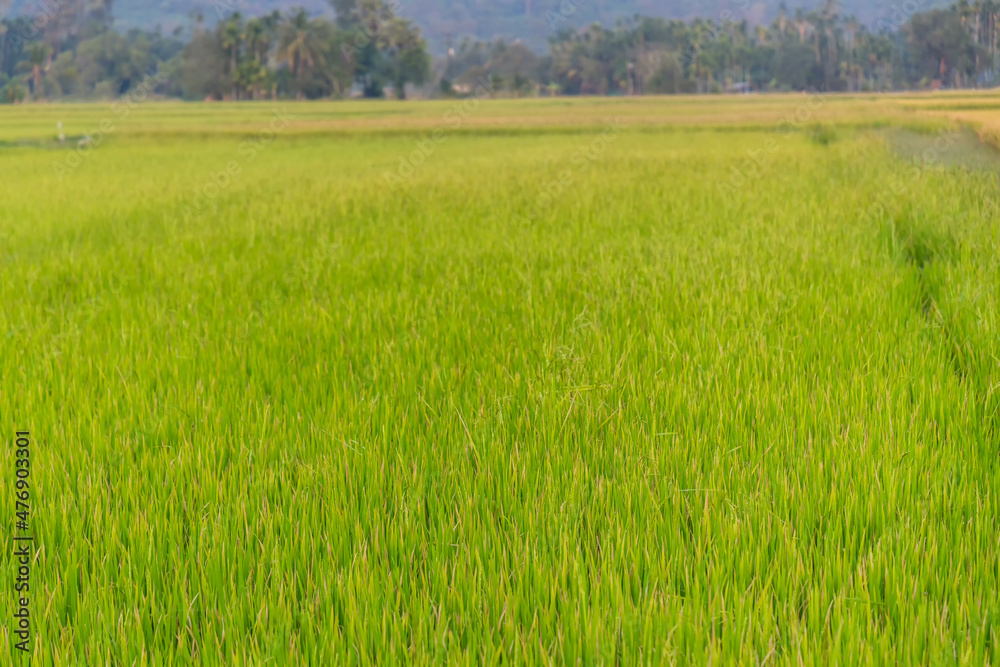 Rice Field of Farmer in Thailand. Rice field. Rice Field of Farmer in Thailand. Rice field.
