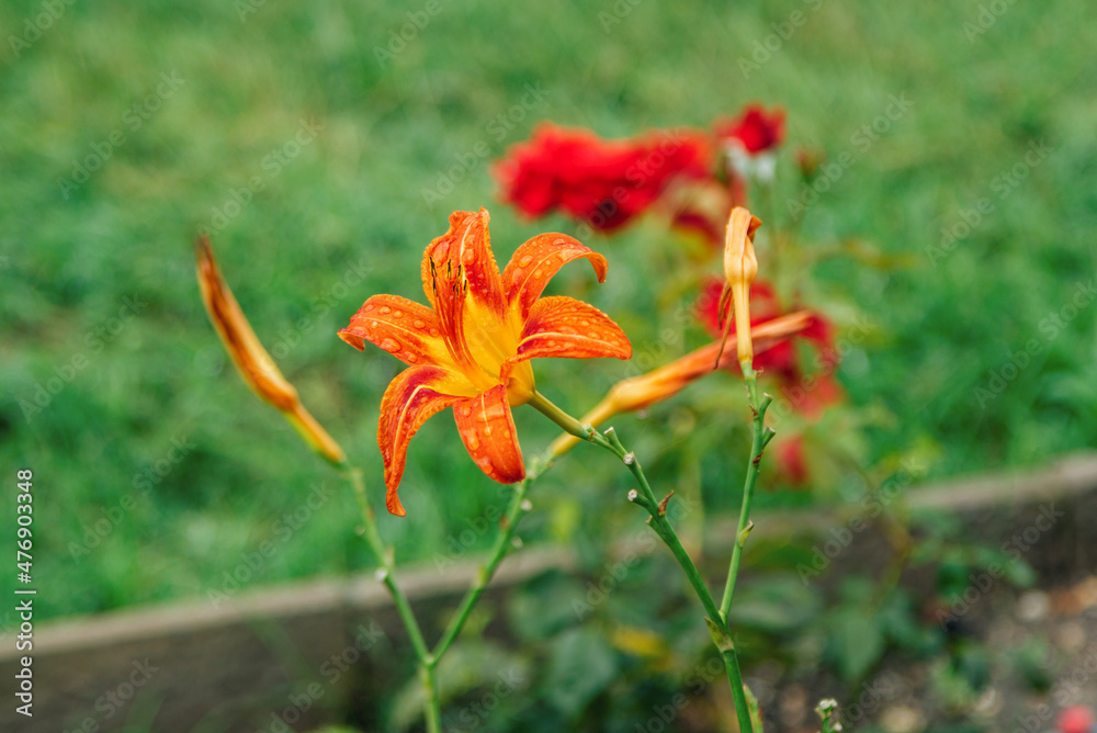 Beautiful blooming bright orange lily flower with rain drops on petals, growing in the garden Beautiful blooming bright orange lily flower with rain drops on petals, growing in the garden