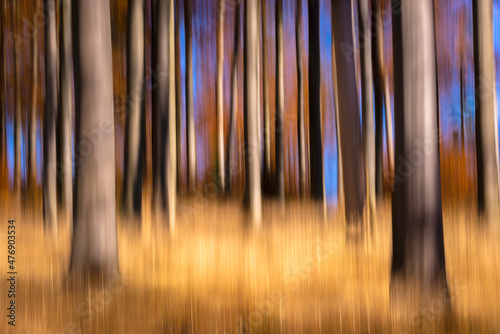 Abstract beech forest