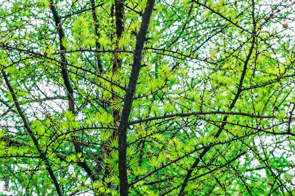 Branches and needles of Larix sibirica or Siberian larch Branches and needles of Larix sibirica or Siberian larch