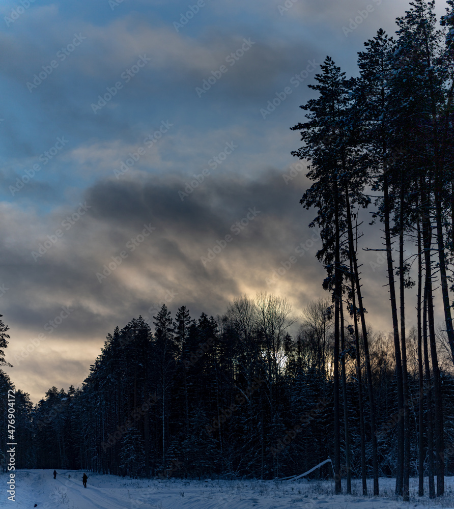 coniferous forest with tall pine trees in Latvia wintertime, snow covered pathway with silhouettes of people. gray clouds on blue sky