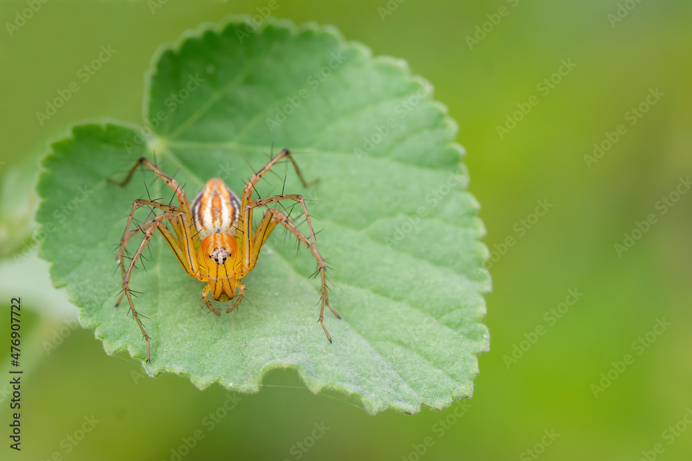 Lynx spider on the green lead macro closeup with nature background Lynx spider on the green lead macro closeup with nature background
