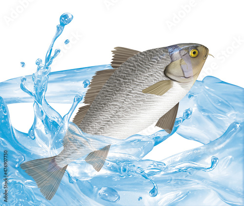 poisson, ombrine  , isolé, évasion, pêche, aliment, blanc, animal, frais, fruits de mer, brut, ailette, giclé, nature, eau douce, mer, attraper, eau, fleuve, fraîcheur, sain, argent, queue photo