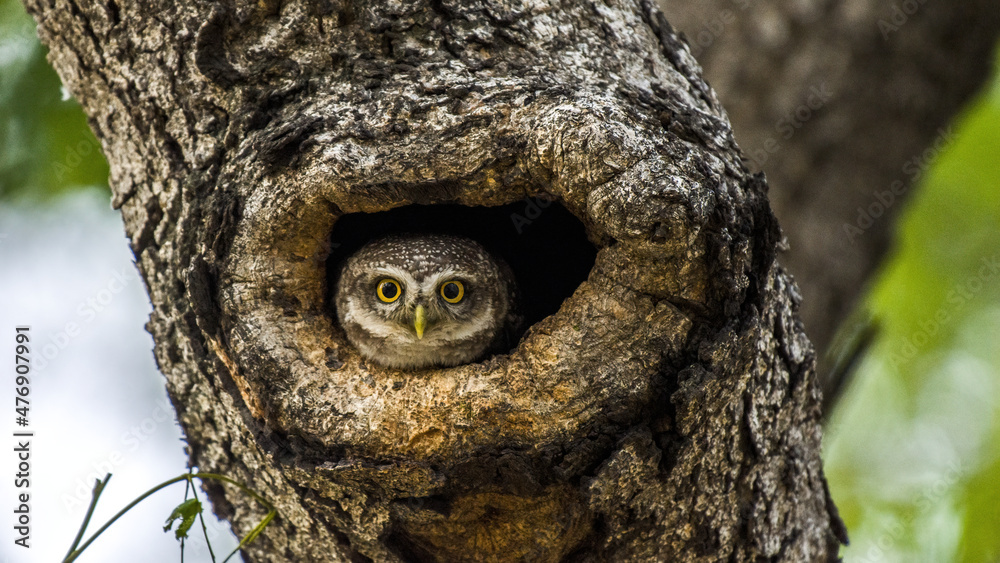 Close up of Spotted owlet(Athene brama) looking at us in nature on the tree Close up of Spotted owlet(Athene brama) looking at us in nature on the tree