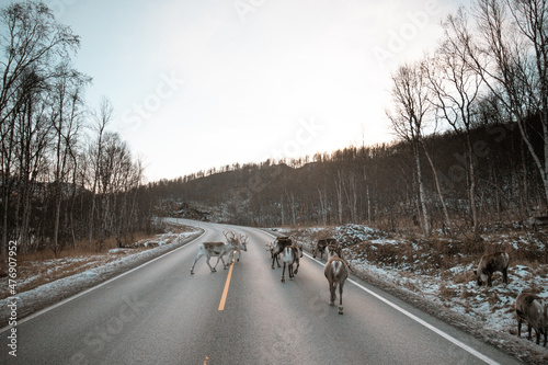 Cute reindeer running along the road in the Lapland part of northern Finland. A group of Rangifer tarandus linger around the road in winter time