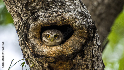 Close up of Spotted owlet(Athene brama) looking at us in nature on the tree photo