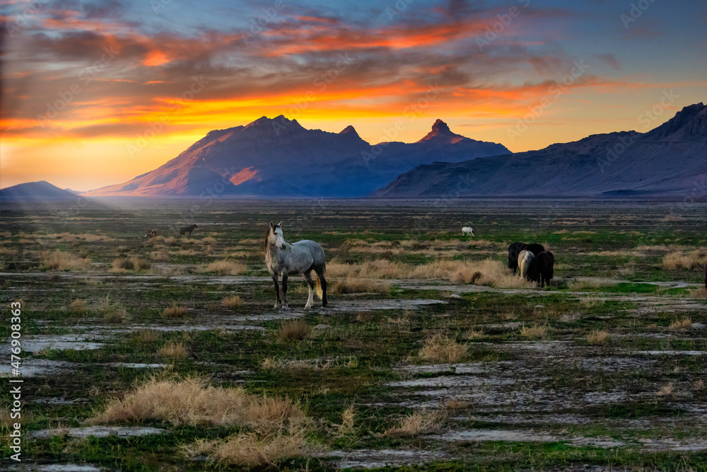 Herd of wild horses on Utah's western desert at sunset