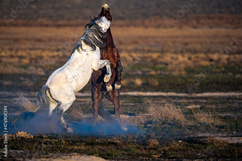 Fototapeta Wild mustang stallion horses fight for dominance
