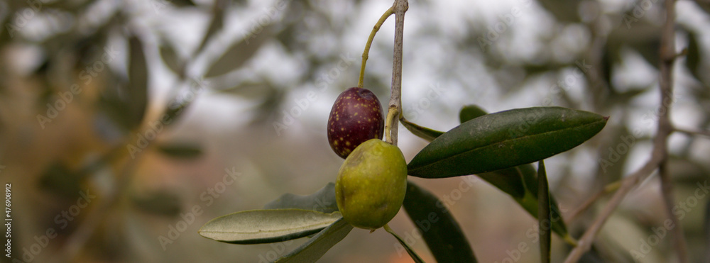 custom made wallpaper toronto digitaltwo green and black olive grains on the branch during harvesting. Extra virgin olive oil. Banner