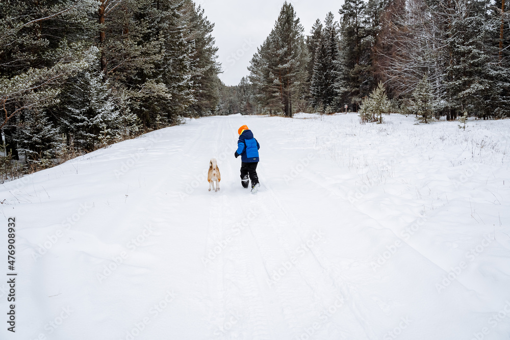 A little boy runs with a dog along a snow-covered path in the woods. Walk in the fresh air. Survival in a forested area. Snow-covered forest landscapes