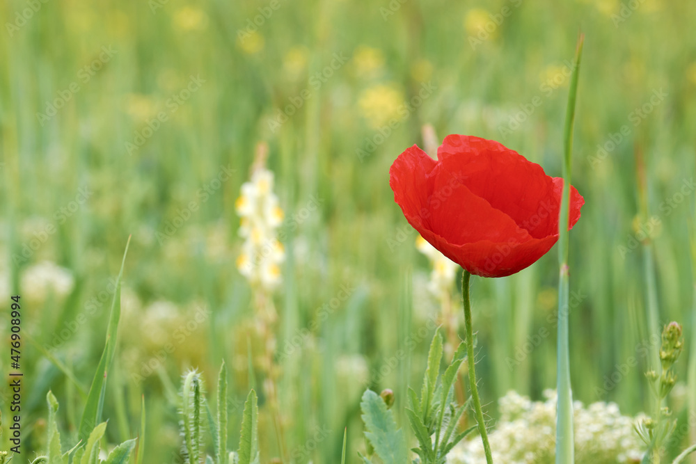 Obraz premium red poppy flower in field